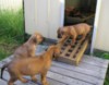 Pups on the new decking in the puppy pen