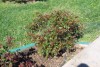 This is my mothers rose brush she lelf here me to take care of.
