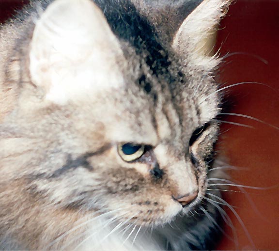 The Fluffmuffin in your face