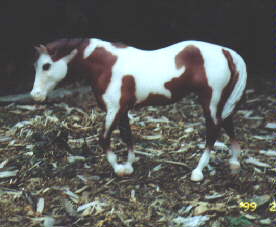 [Misty's Ocean Jewel, pinto Chincoteague mare]