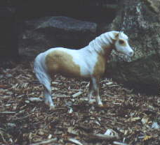 [Misty Mornings, beautiful pinto Chincoteague pony]