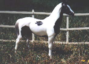 [Phantom Mist, pinto Chincoteague stallion]