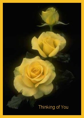 Yellow Roses