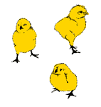 [chicks]