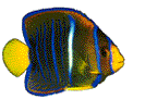[butterfly fish]