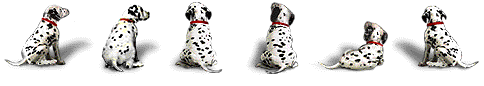[row of dalmation puppies]