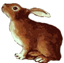 [sitting rabbit]