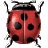 [ladybug]