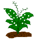 [Lily of the Valley]