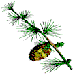 [pine cone]