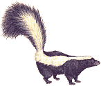 [skunk]