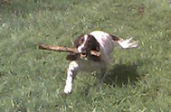 Dog with stick