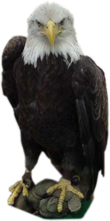 eagle