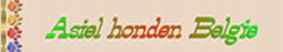 click hier voor asiel honden in Belgie