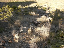 Main gear strut B-36 wreckage