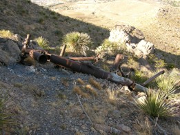 B-36 main gear in crash area