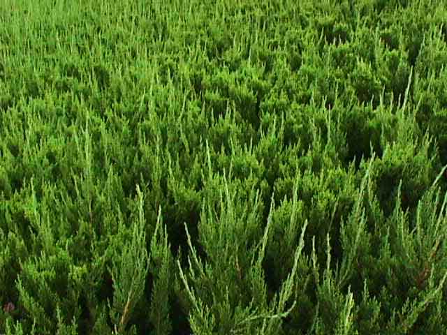 �������͡�Ѻ������