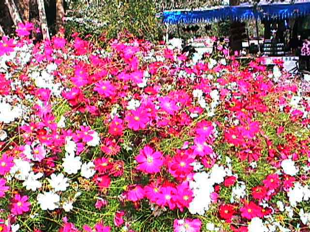 �������͡�Ѻ������