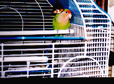 normal lovebird