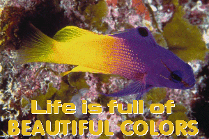 thumbnail of your picture 16