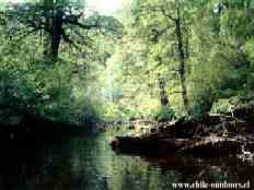 Huerquehue, flora regional