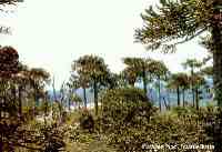 Parque nacional Nahuelbuta