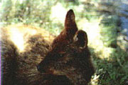 Pud&uacute;