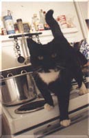 picture of footfoot on the stove></center><br>

<font size=4><font face=