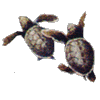 Turtles