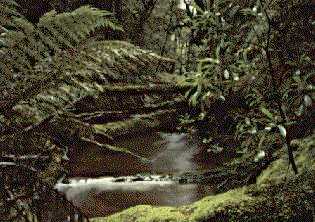 Sparkling Rainforest Stream