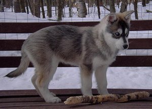 This is Frosty as a puppy, Lex got him for Chloe on her birthday. He's a Siberean Husky