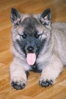 This is Rain as a puppy, Chloe got him for Lex after he got her Frosty. He's a Norwegian Elkhunter