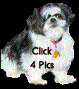 Click on my Buddah's picture to go to all tons of photographs taken by me of my furry friend
