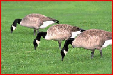 This is a picture of our Canada Geese.