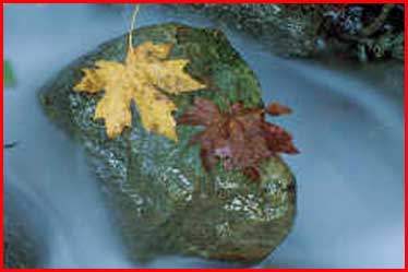 Ontario's Maple leaf in Fall colors