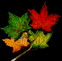 The Maple Leaf is the official Leaf of Ontario. It can be found most any where in Canada!