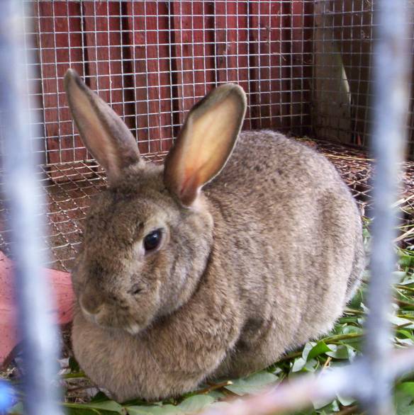 Pupuliina in her cage.