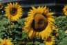 (sunflower 31kb)   
