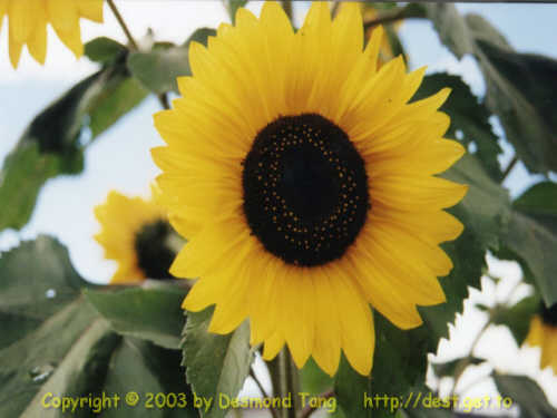 (sunflower)   