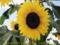 (sunflower 24kb)   