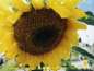 (sunflower 30kb)   