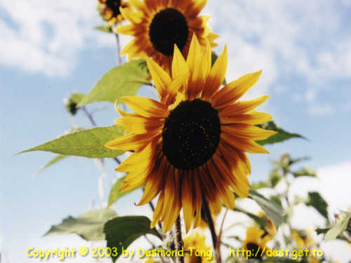 (sunflower)   