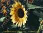 (sunflower 26kb)   