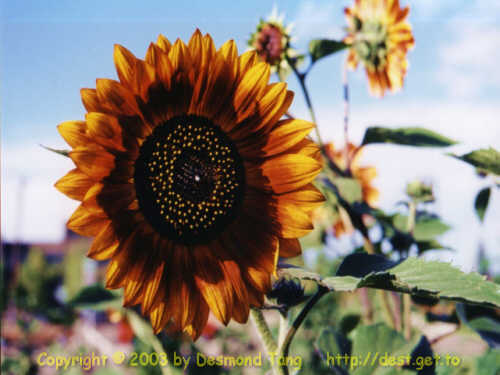 (sunflower)   