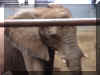 Elephant1.jpg (47324 bytes)