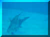 baby dolphin.jpg (17402 bytes)
