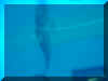dolphin10.jpg (16573 bytes)