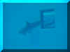 dolphin5.jpg (14853 bytes)