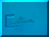 dolphin.jpg (16621 bytes)