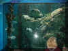 fish in tank.jpg (76198 bytes)